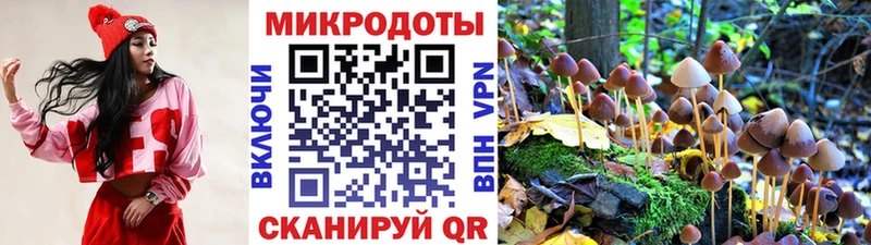 Галлюциногенные грибы Psilocybe Купить закладки Курчалой